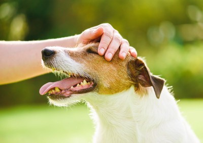屋外で頭を撫でてもらう犬