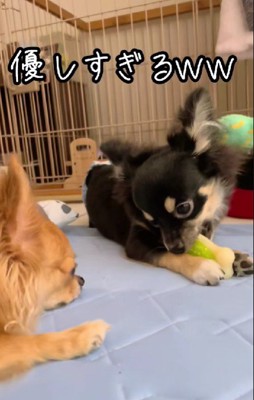 おもちゃの順番待ち