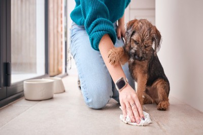 犬の粗相を片付ける飼い主