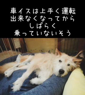 おばあちゃんワンコを車椅子に乗せたら2