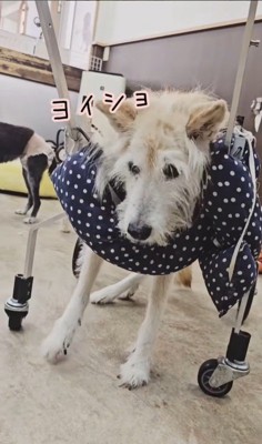おばあちゃんワンコを車椅子に乗せたら5