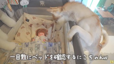 ベッドを覗いたにこちゃんは…