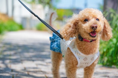 服を着て散歩している小型犬