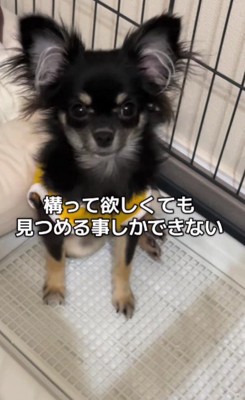 おとなしくてアピールが苦手