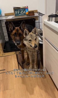 キッチンに入りたいダズくん＆ベネッタちゃん2
