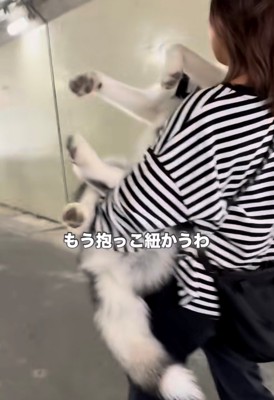 前足を投げ出して脱力しきった犬の後ろ姿