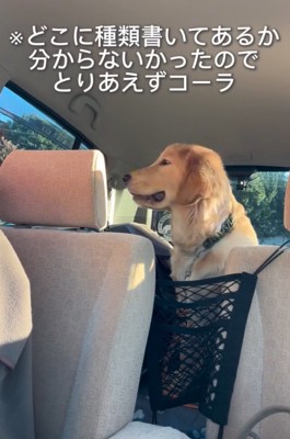 笑顔を浮かべる大型犬