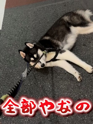 完全に寝転んでストライキ中の犬