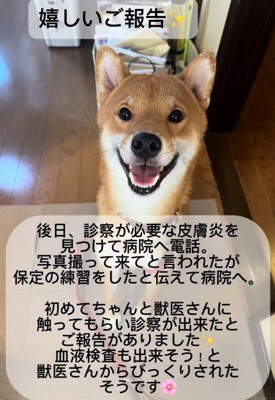 満面の笑みでこちらを見る柴犬