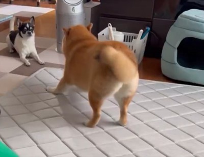 攻防戦