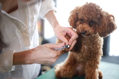 犬の爪切り