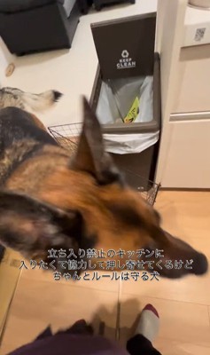 キッチンに入りたいダズくん＆ベネッタちゃん8