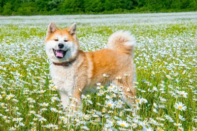 花畑と秋田犬