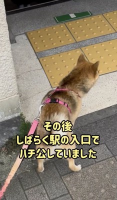 忠犬…!