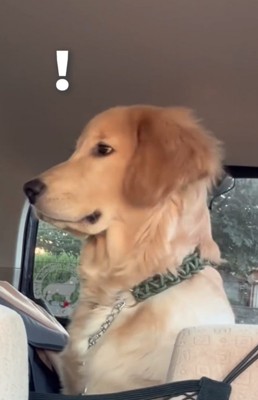 気がつく大型犬