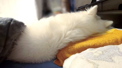 高級枕