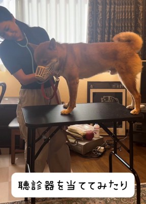 聴診器を当てられている犬