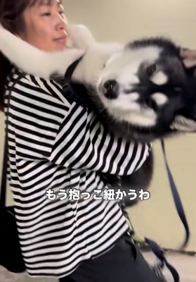 カメラ目線の犬