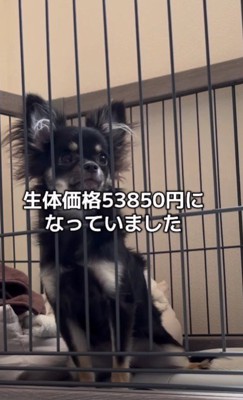 53850円で売れ残っていた