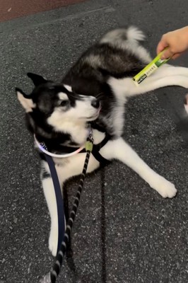 チュールを見せられている伏せた犬