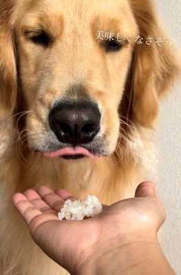 口元をすぼめてつぶやいていそうな犬