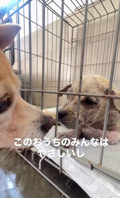 新しい家族はみんな優しい