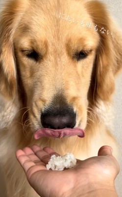 舌なめずりしながら微妙な表情を見せる犬