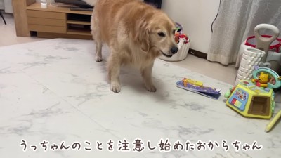 おからちゃんが立ち上がった！