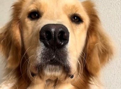 鼻の穴を膨らませた犬