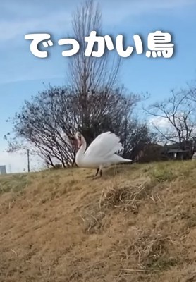 白鳥