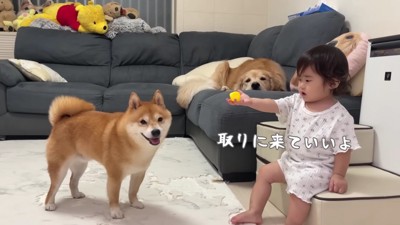 おもちゃを取り合って遊ぶ