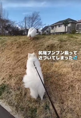 高台を登ろうとする犬