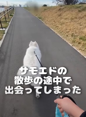散歩中のサモエド