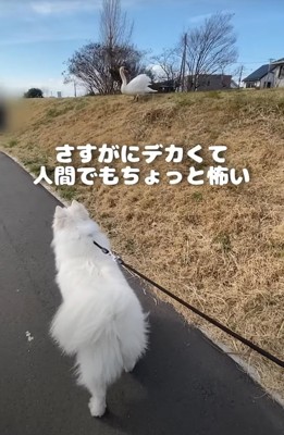 デカい鳥を見つめる犬