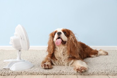 扇風機の前に座る犬