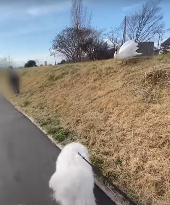 早歩きで近寄る犬