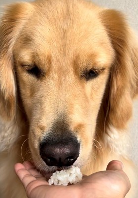 鼻先を近づけてにおいを確かめる犬
