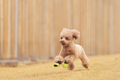 靴を履いて走る犬