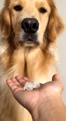 白米から目をそらすようにしている犬