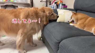 「返してあげて～！！」