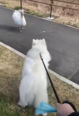 デカい鳥に近づいていく犬