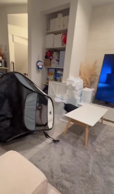 中にいたのはコーギーさん!!