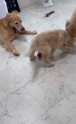 遊び中のパピーさん