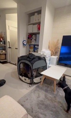 ちょっぴり困惑のミニピンさん