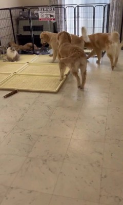 パピーが向かった先は…