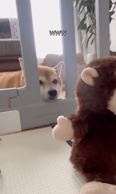 「なにこれ…？」