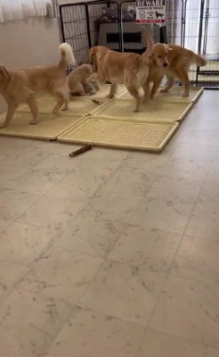 猫先輩のところ♪