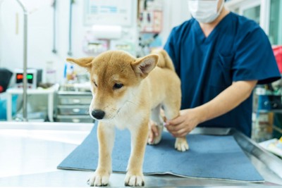 犬の後ろ足を診てもらう子犬