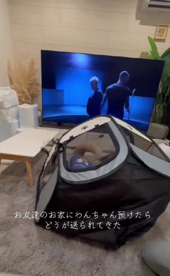 2匹の様子を動画で送ってくれた