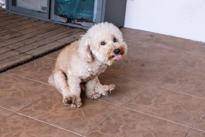 座り方に違和感がある犬